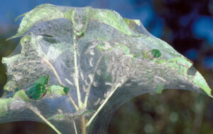 fall webworms