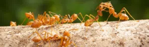 fire ant control