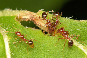 fire ant treatment