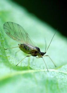 what are aphids