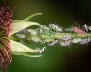 what are aphids