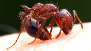fire ant control
