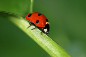 aphid treatment