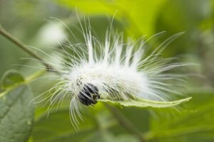 fall webworm