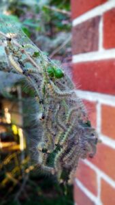 webworm