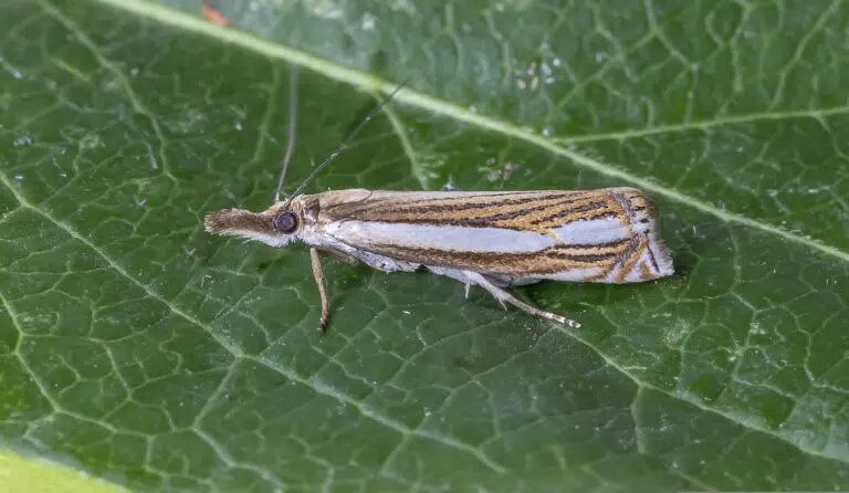 lawn moths