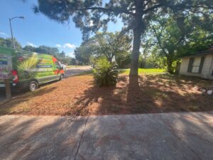 pine needles on lawn