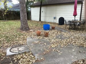 fall leaves