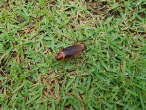 palmetto bug, palmetto cockroach, are palmetto bugs cockroaches, palmetto bugs vs roaches, what is a palmetto bug, types of cockroaches in Texas