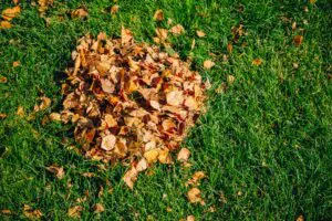 fall leaves