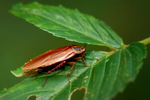palmetto bug, palmetto cockroach, are palmetto bugs cockroaches, palmetto bugs vs roaches, what is a palmetto bug, types of cockroaches in Texas