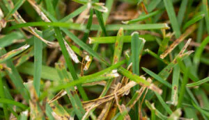 gray leaf spot