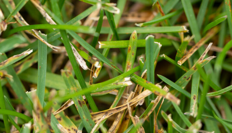 gray leaf spot