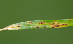 gray leaf spot