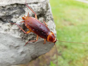 palmetto bug