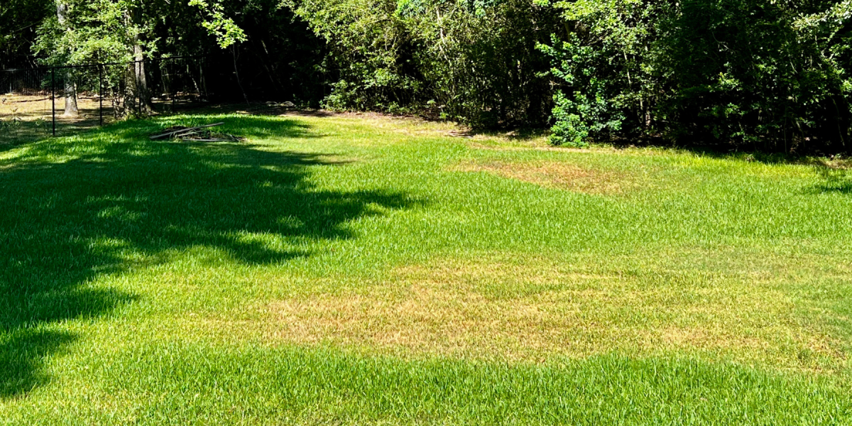 hot spots in lawn