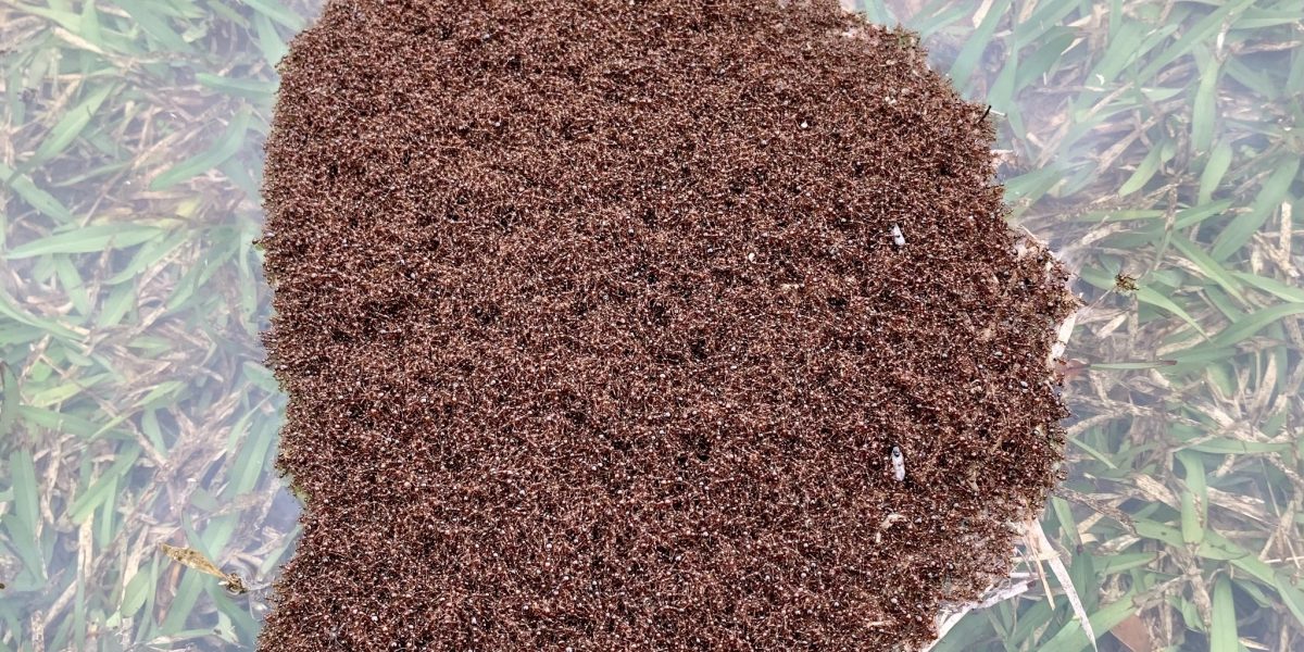 fire ant mounds