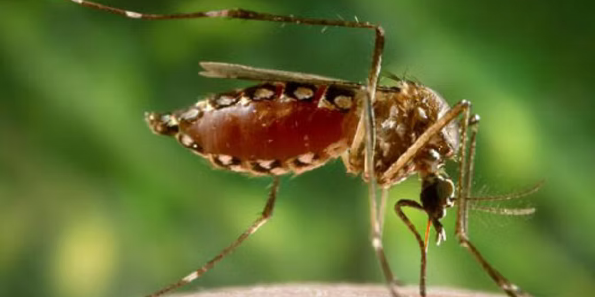 mosquito lifespan