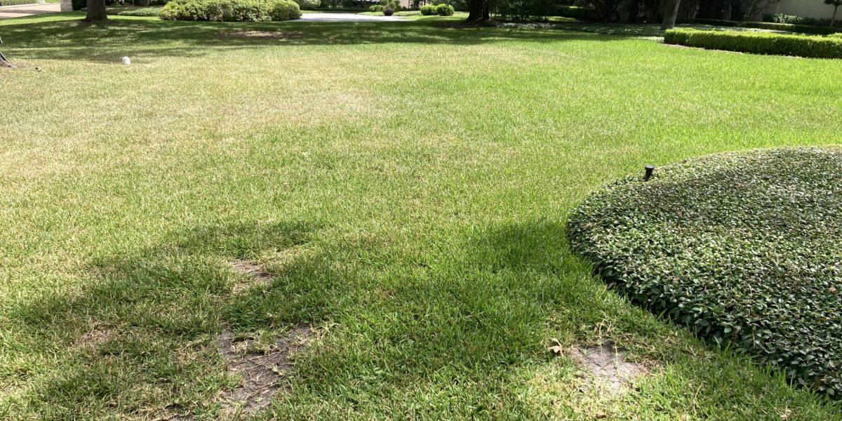 how to protect your lawn from heat