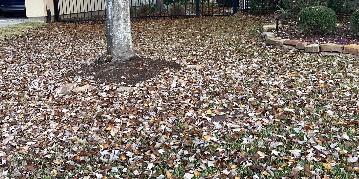 Bed of leaves covering a lawn in Houston leaving homeowners wondering can you mow grass in january