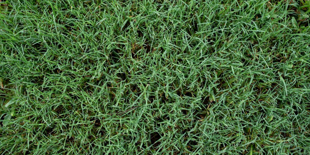 Close,Up,Of,A,Southern,Summer,Lawn,With,Thick,Bermuda