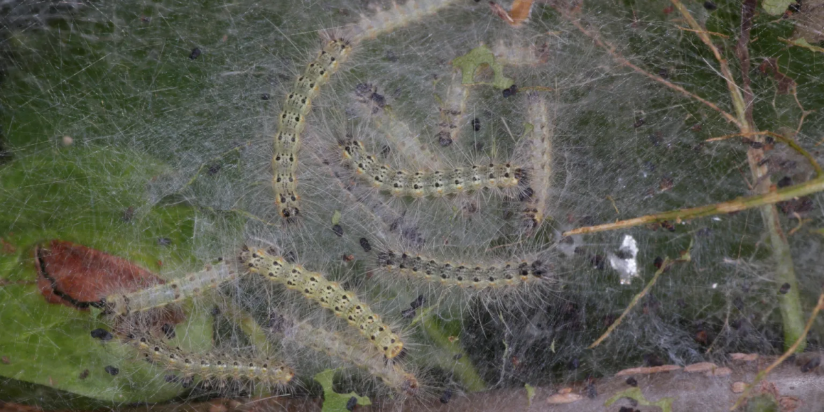 fall webworms