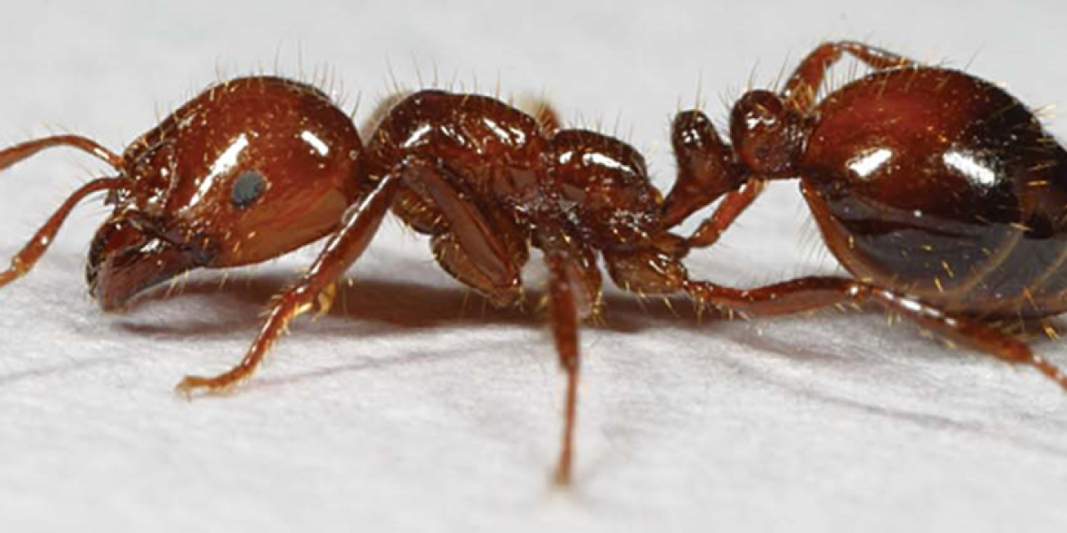 Imported Fire Ant - Source: LSU