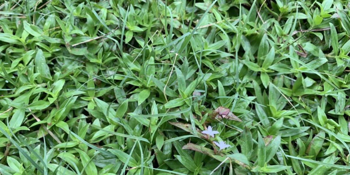 weeds in st augustine grass