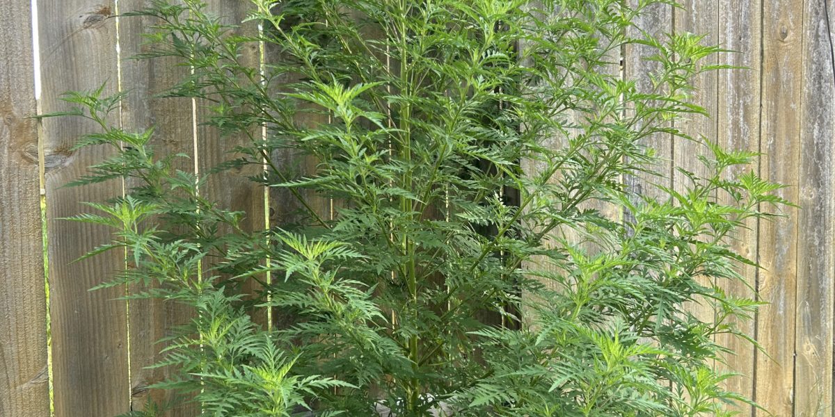 ragweed