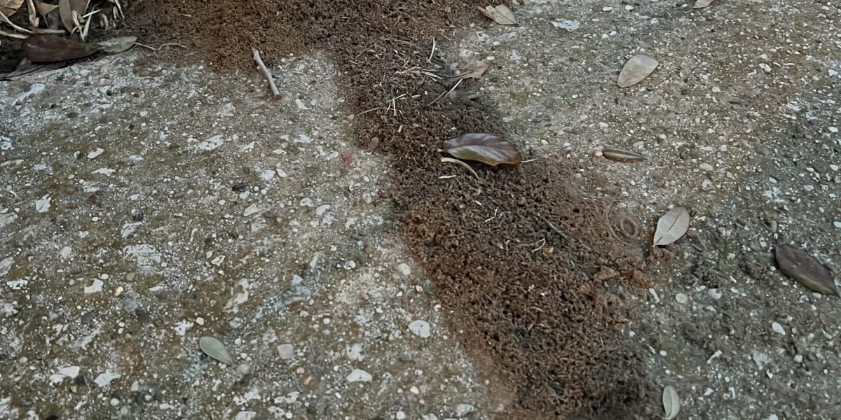 Fire ants in a crack of a concrete showing the need for fire ant control