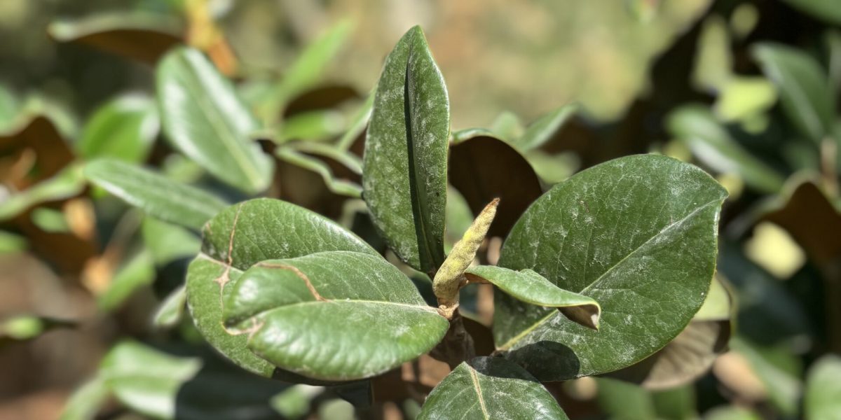 Magnolia tree flower bud