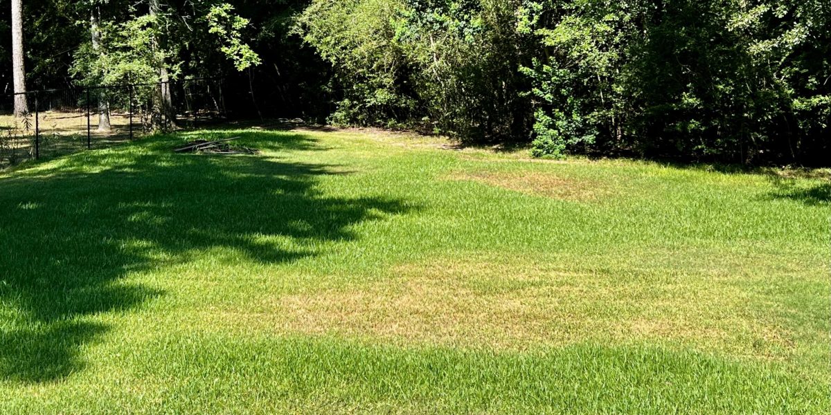 brown spots in grass