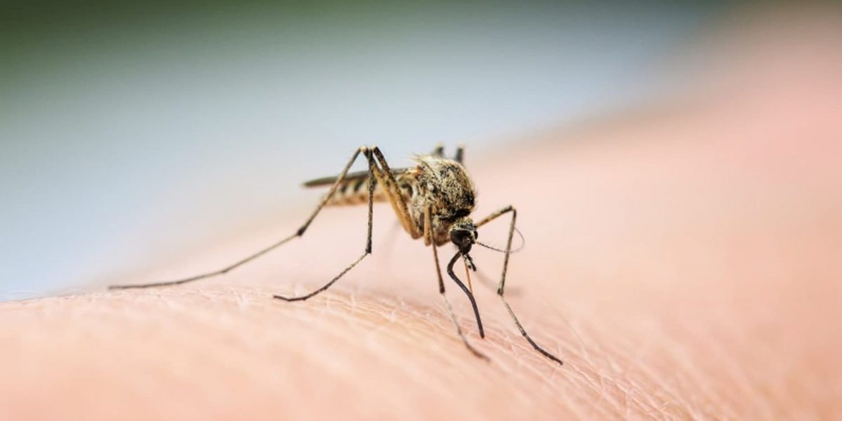 Mosquito on skin in Houston, TX in2care mosquito trap