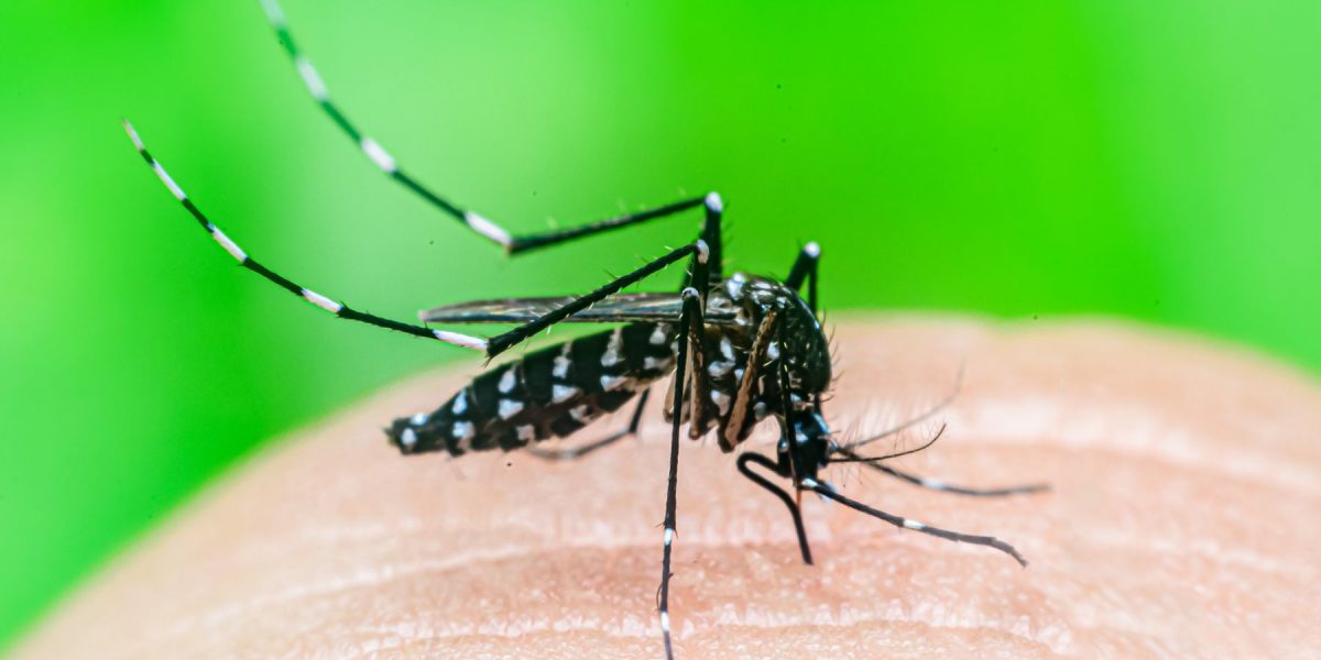 Aedes Mosquito on skin