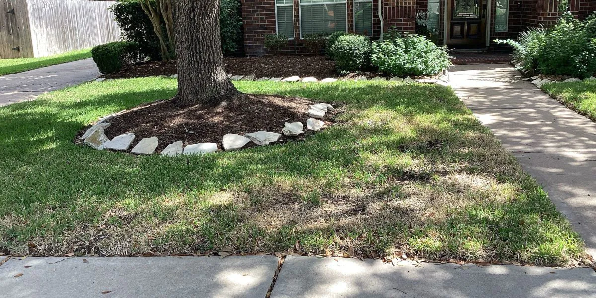 benefits of trimming trees for grass growth and health