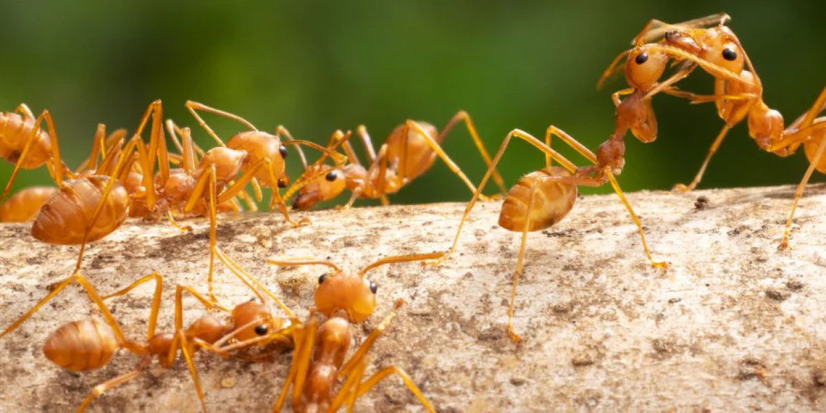 fire ant control