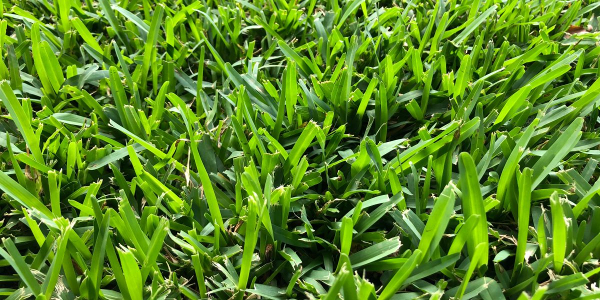 Close-up of a green lawn featuring St. Augustine grass in Houston, TX