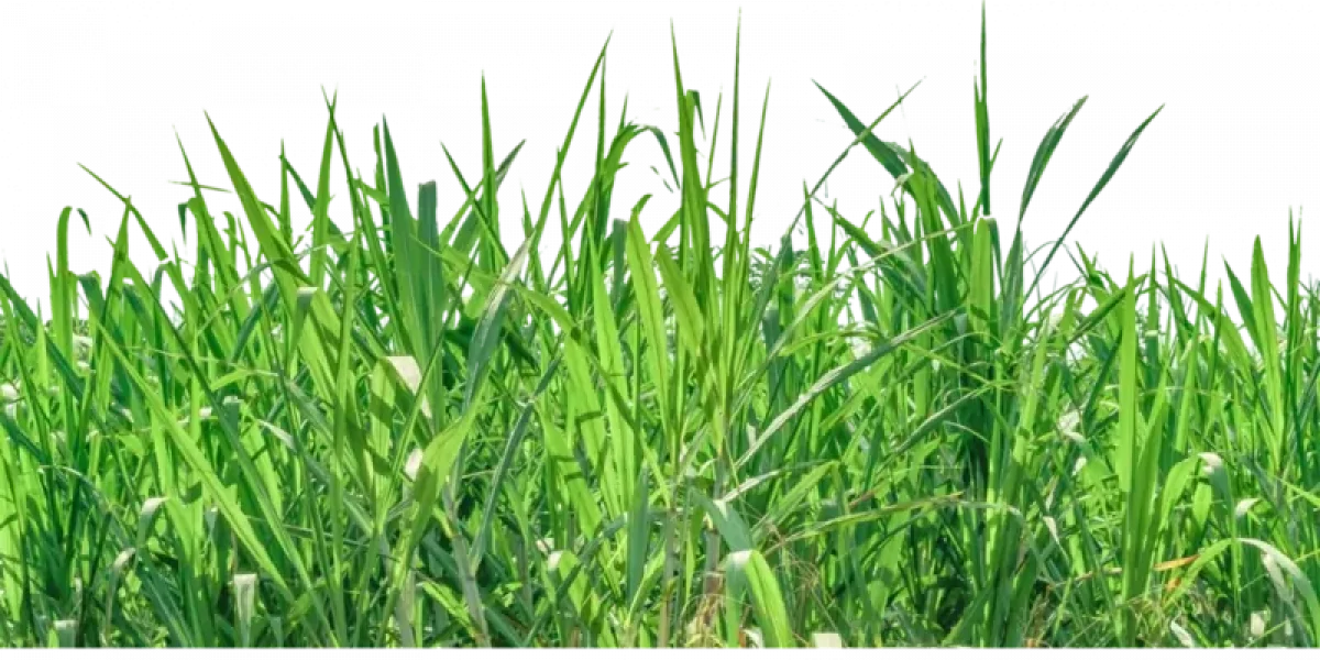 Transparent Grass Image in Houston, TX