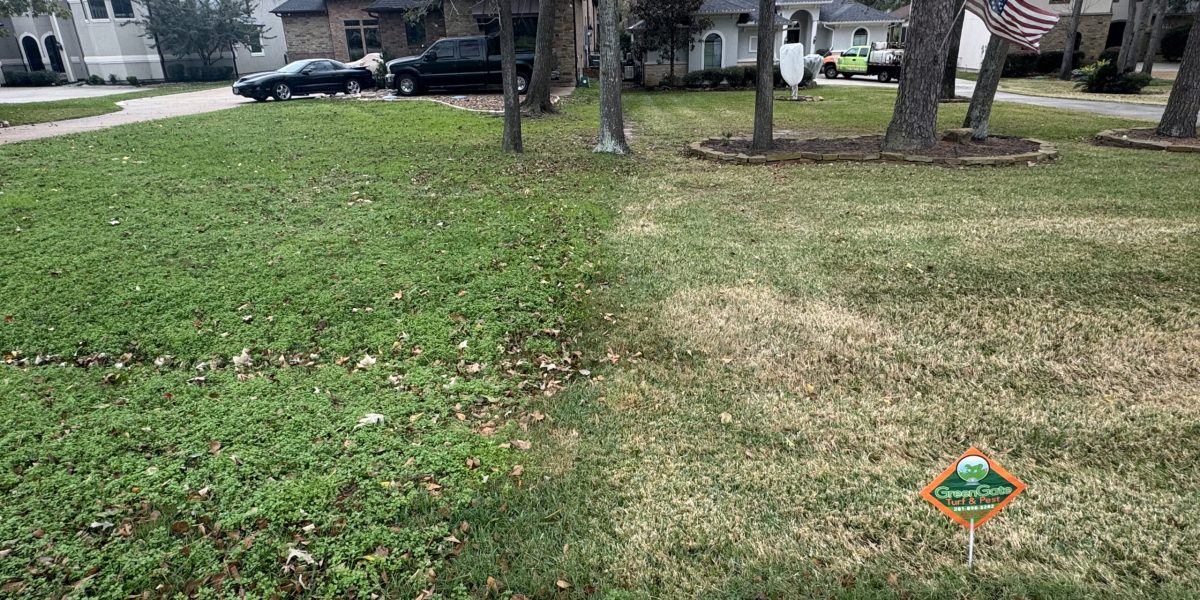 Tan, dormant lawn next to a green, weedy lawn