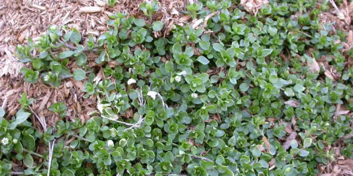 Photo Credit: Missouri Botanical Garden