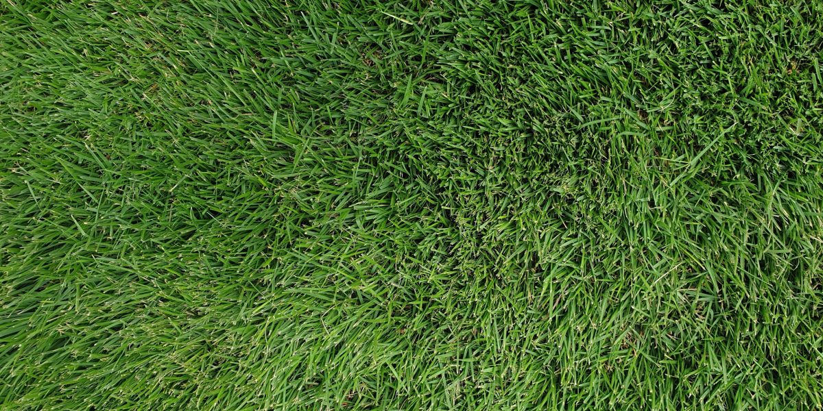 Shade,Tuff,Zoysia,(matrella),Grass.,Unfiltered,,Taken,From,Directly,Above