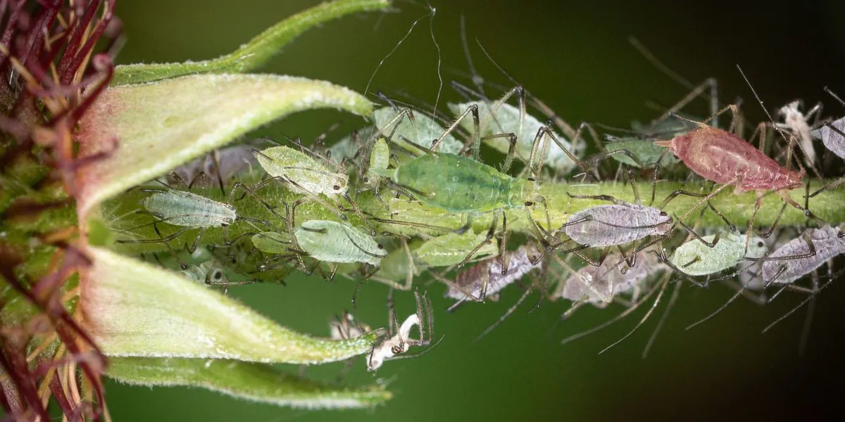 what are aphids