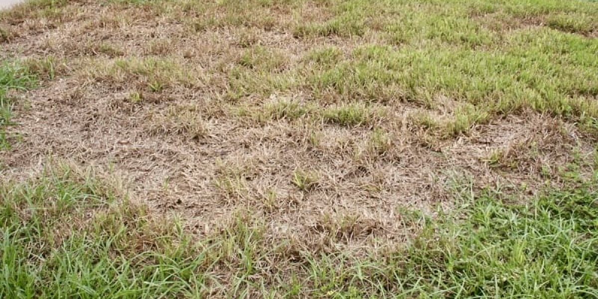 Chinch bug damage