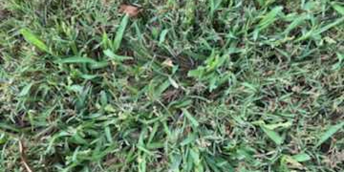 crabgrass 2