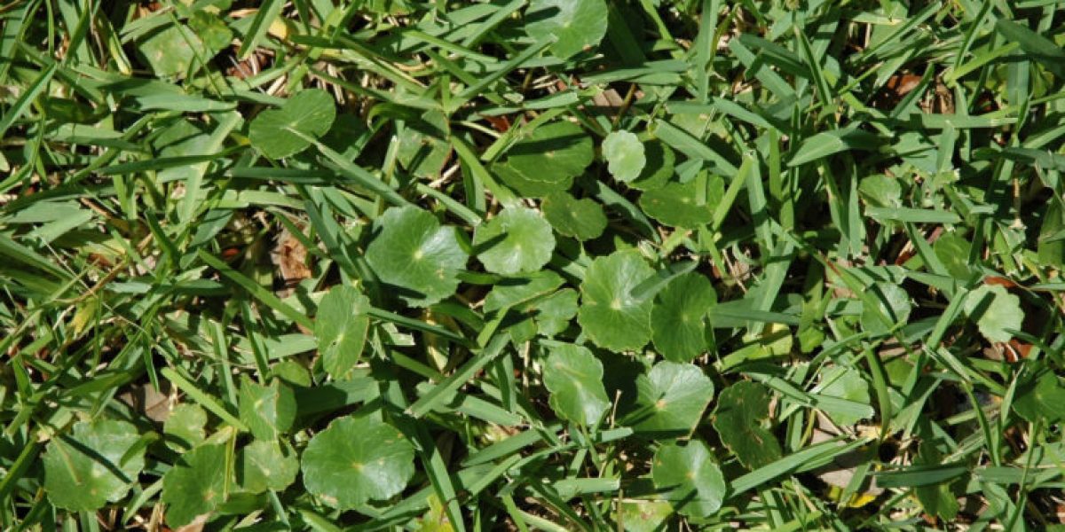 Close up of a lawn that has dollarweed