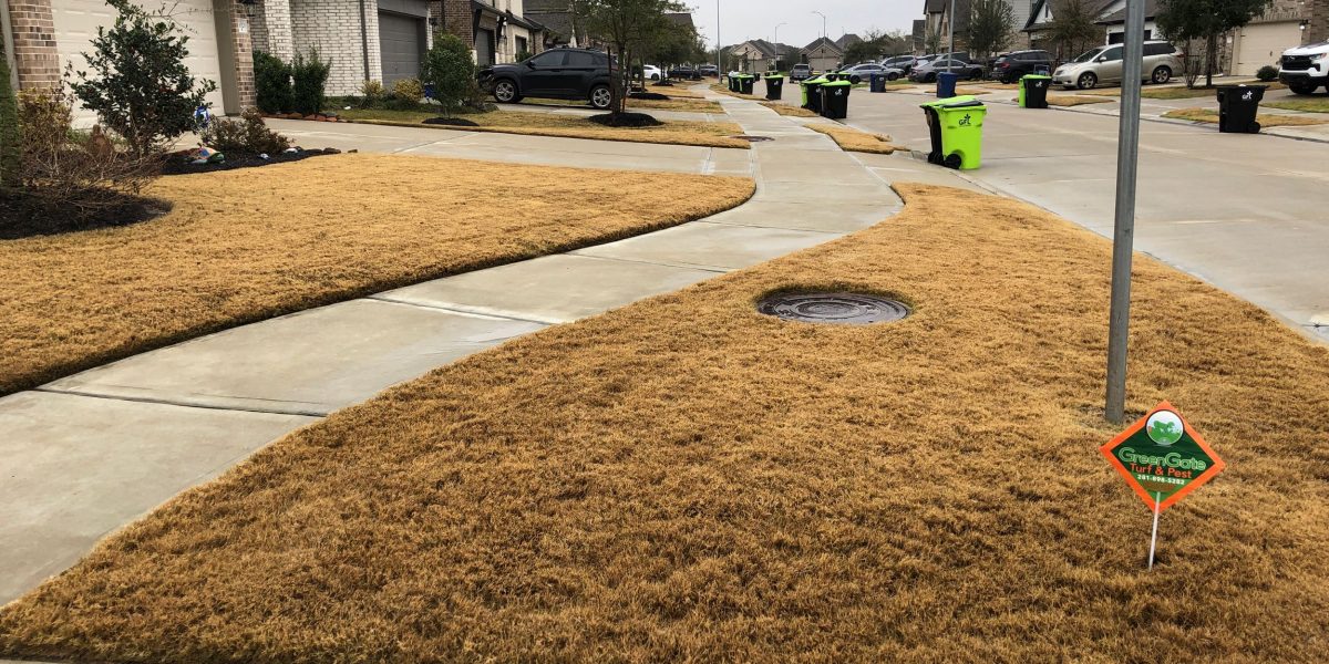 Dormant bermuda grass in winter with a greengate sign in yard