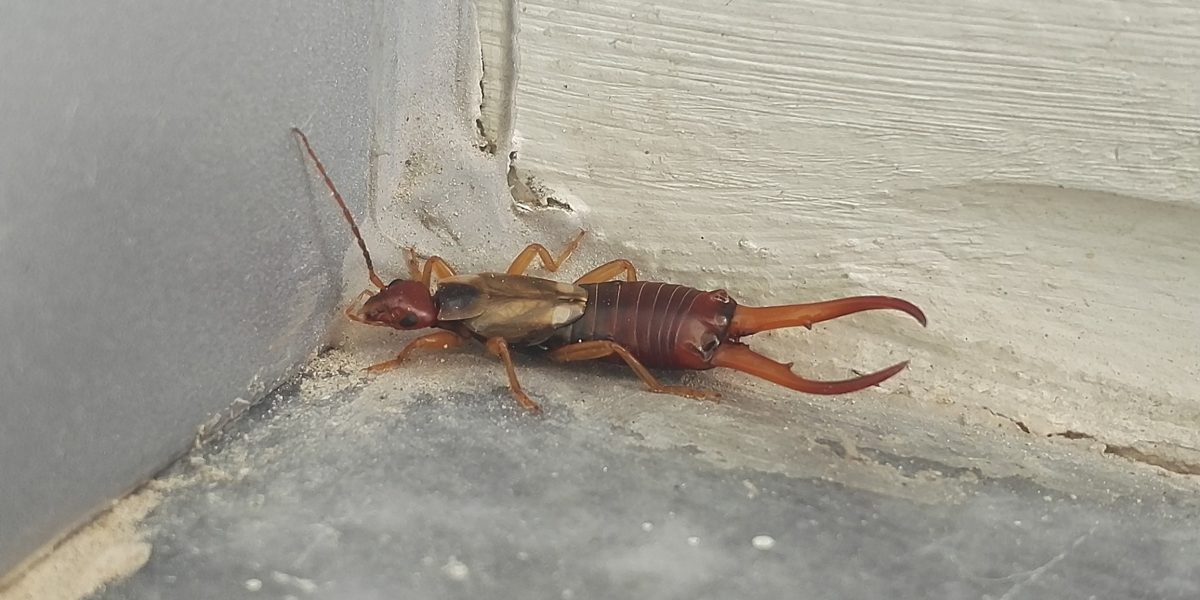 Earwig Pest Library