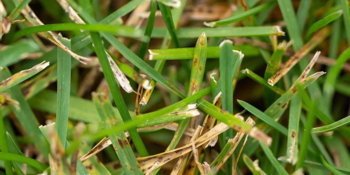 gray leaf spot