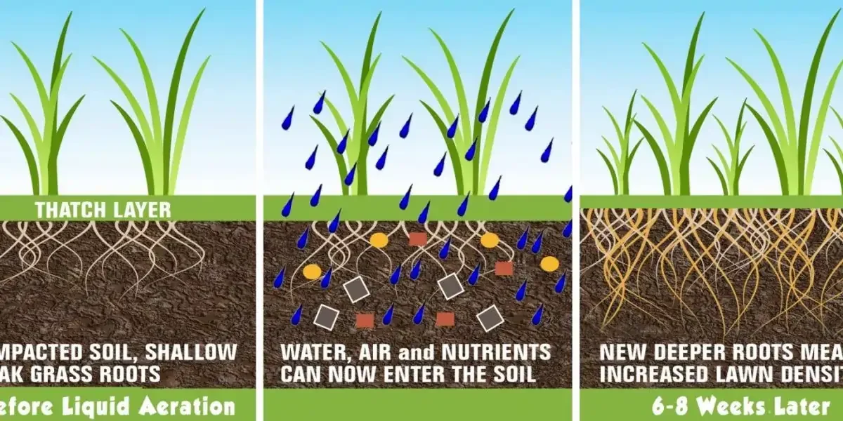 Illustration showing the growth of grass on a lawn in Cypress, TX