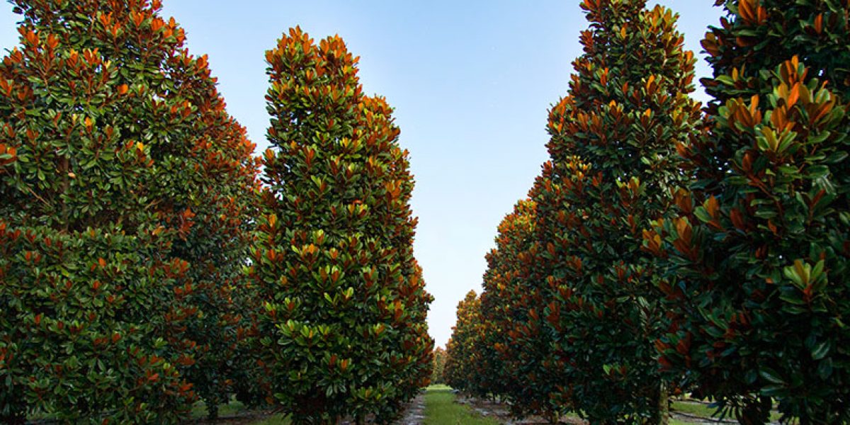 Houston native plants